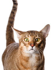 Portrait of a purebred Serengeti cat.