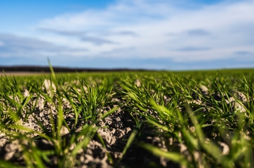 Young wheat seedlings growing on a field in autumn. Young green wheat growing in soil. Agricultural proces. Close up on sprouting rye agriculture on a field sunny day with blue sky. Sprouts of rye.