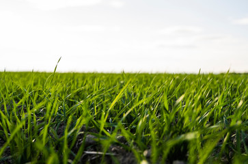 Young wheat seedlings growing on a field in autumn. Young green wheat growing in soil. Agricultural proces. Close up on sprouting rye agriculture on a field sunny day with blue sky. Sprouts of rye.