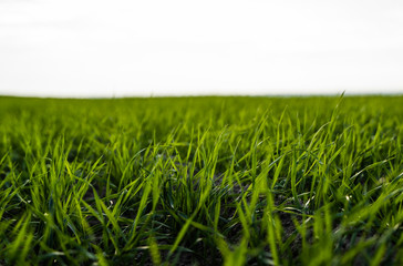 Young wheat seedlings growing on a field in autumn. Young green wheat growing in soil. Agricultural proces. Close up on sprouting rye agriculture on a field sunny day with blue sky. Sprouts of rye.