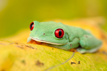Agalychnis callidryas