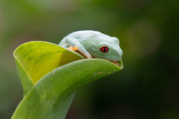Agalychnis callidryas