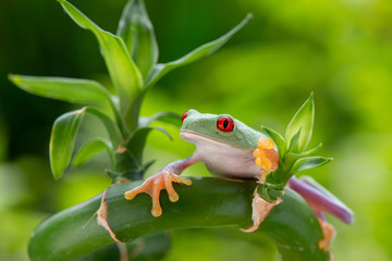 Agalychnis callidryas