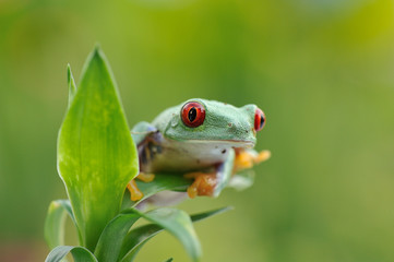 Agalychnis callidryas