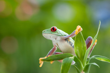 Naklejka premium Agalychnis callidryas