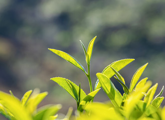 Green tea young leaf