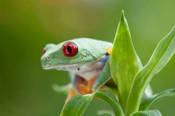 Agalychnis callidryas