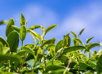 Green tea young leaf
