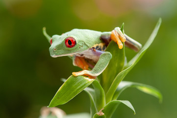 Agalychnis callidryas