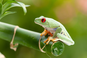 Agalychnis callidryas