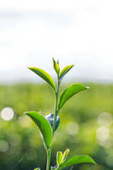 Fototapeta na wymiar Green tea young leaf