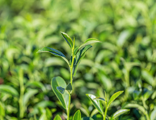 Green tea young leaf