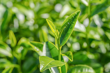 Green tea young leaf
