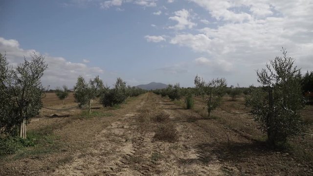 Olive plantation with trees shaken by the wind on a bright summer day with a mountain in the distance. Tuscany, Italy.