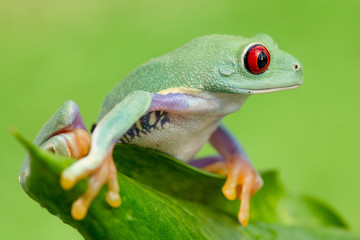 Agalychnis callidryas