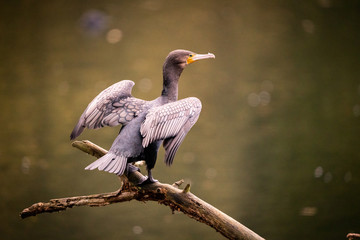 Fototapeta premium cormorant