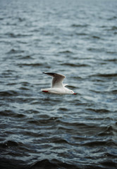 seagull