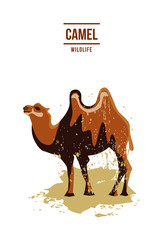 Camel in the desert. Grunge vector illustration, isolated on white. 