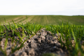 Young wheat seedlings growing on a field in autumn. Young green wheat growing in soil. Agricultural proces. Close up on sprouting rye agriculture on a field sunny day with blue sky. Sprouts of rye.