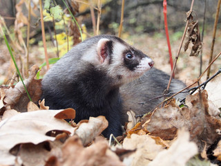 Cute pet ferret walks among the fallen leaves in the autumn forest.