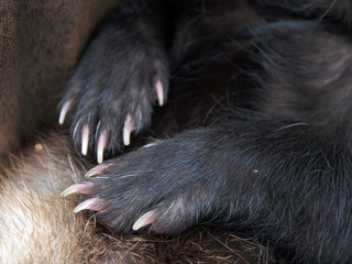 Close-up, paws ferret lying on his hands.
