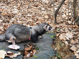 Cute pet ferret walks among the fallen leaves in the autumn forest.