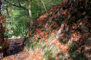 Des rochers, de la mousse et des feuilles mortes en for&ecirc;t