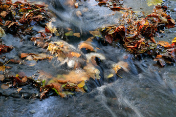 Pose longue et cascade dans les bois