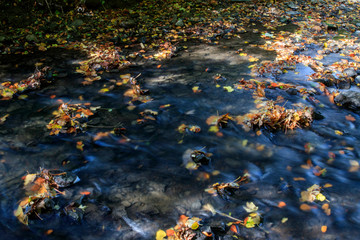 L'eau et la forêt