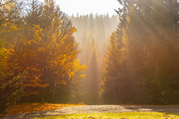 Autumn forest scene. Ray of lights in morning haze