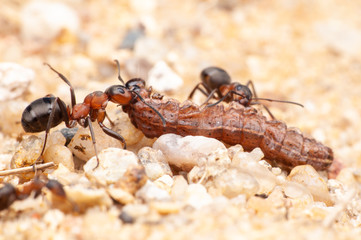 Ant