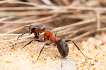 Ant