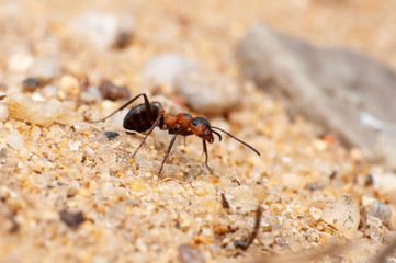 Ant