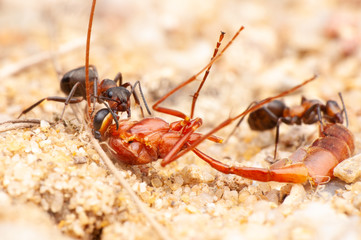 Ant