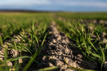 Young wheat seedlings growing on a field in autumn. Young green wheat growing in soil. Agricultural...