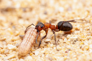 Ant