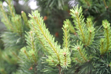 Young branches and needles of the pine tree close-up. Spring, early summer.