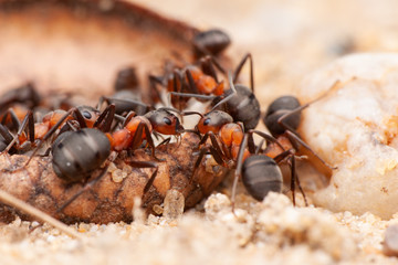Ant