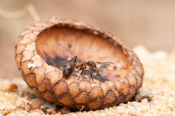 Ant
