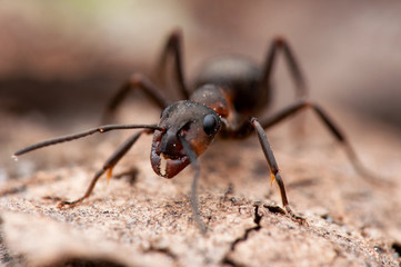 Ant