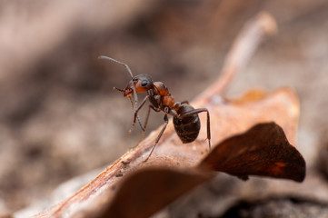 Ant