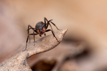 Ant