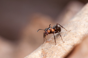 Ant