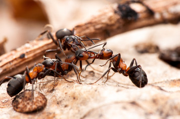 Ant