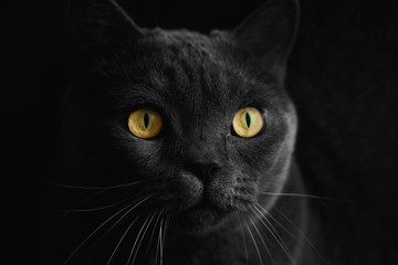 Black british cat closeup  with yellow eyes in dark background. wallpaper