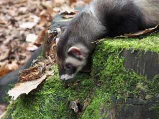 A ferret poses on a moss-covered stump in the autumn forest.