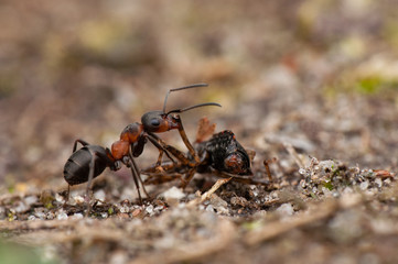 Ant