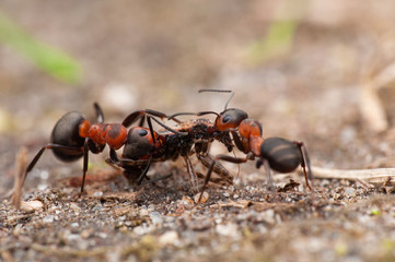 Ant