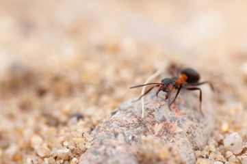 Ant