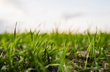 Young wheat seedlings growing on a field in autumn. Young green wheat growing in soil. Agricultural proces. Close up on sprouting rye agriculture on a field sunny day with blue sky. Sprouts of rye.